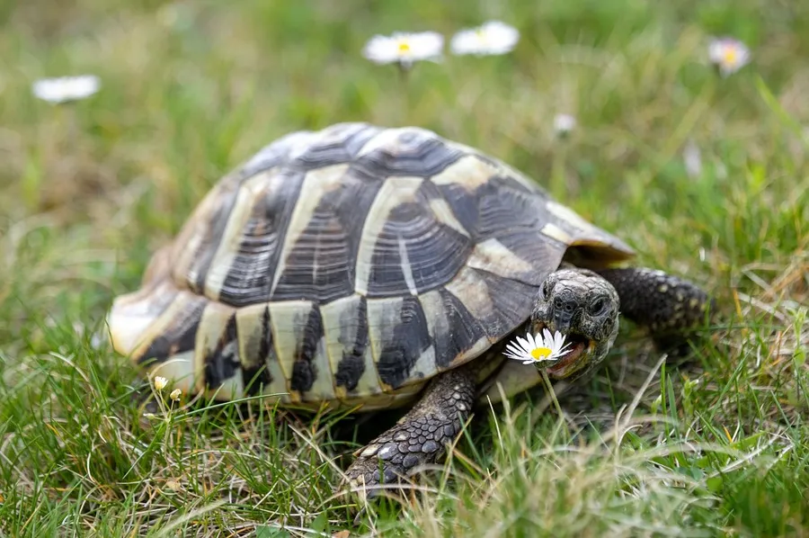 Želva při venkovním fotografování v trávě